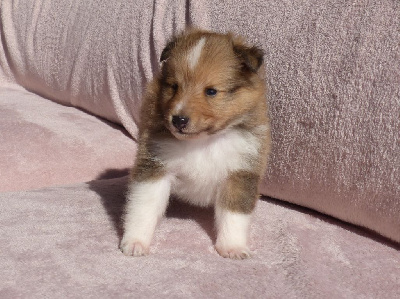 Jason Vasseur - Shetland Sheepdog - Portée née le 21/08/2024