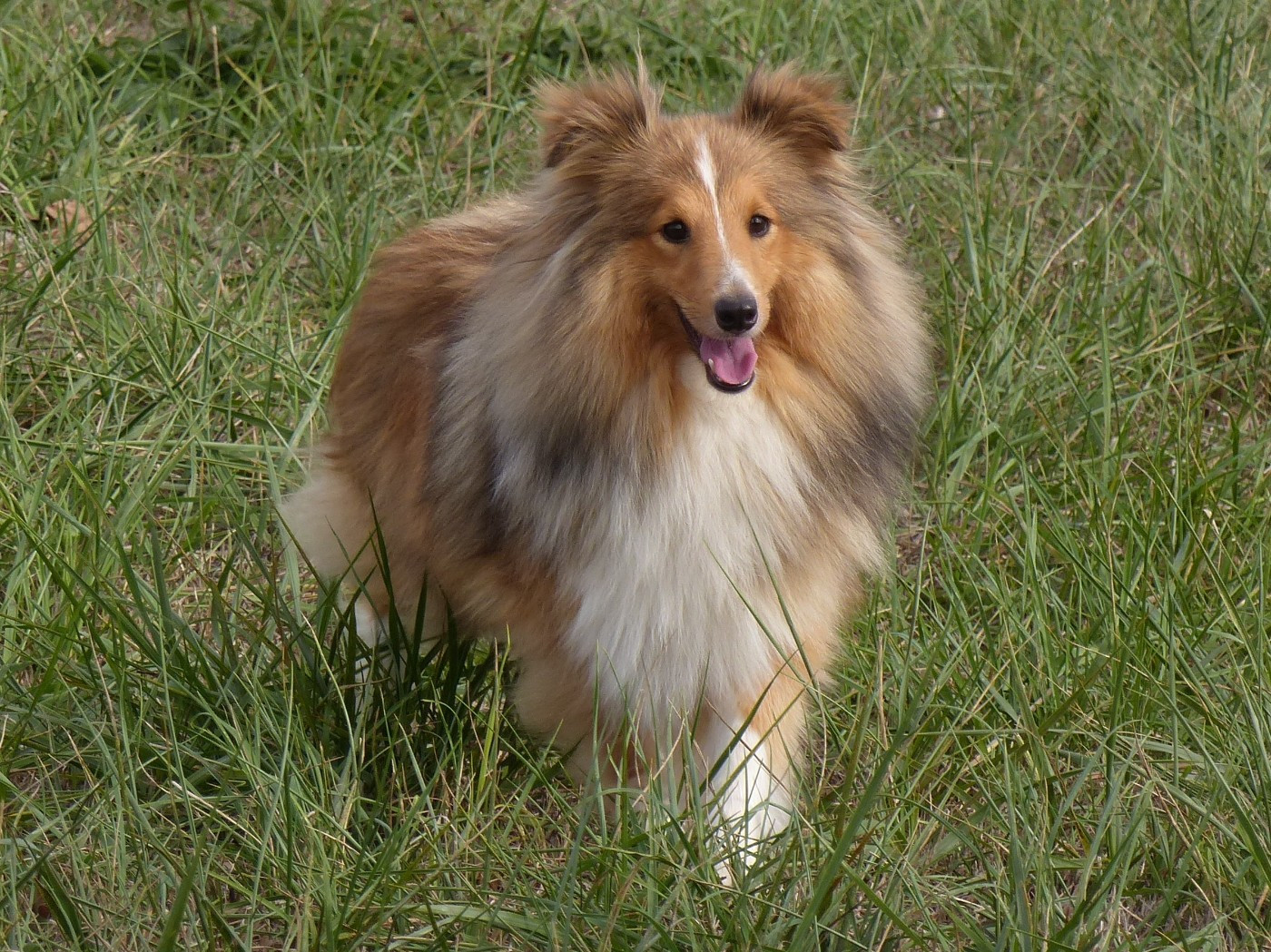 Valky (Sans Affixe)