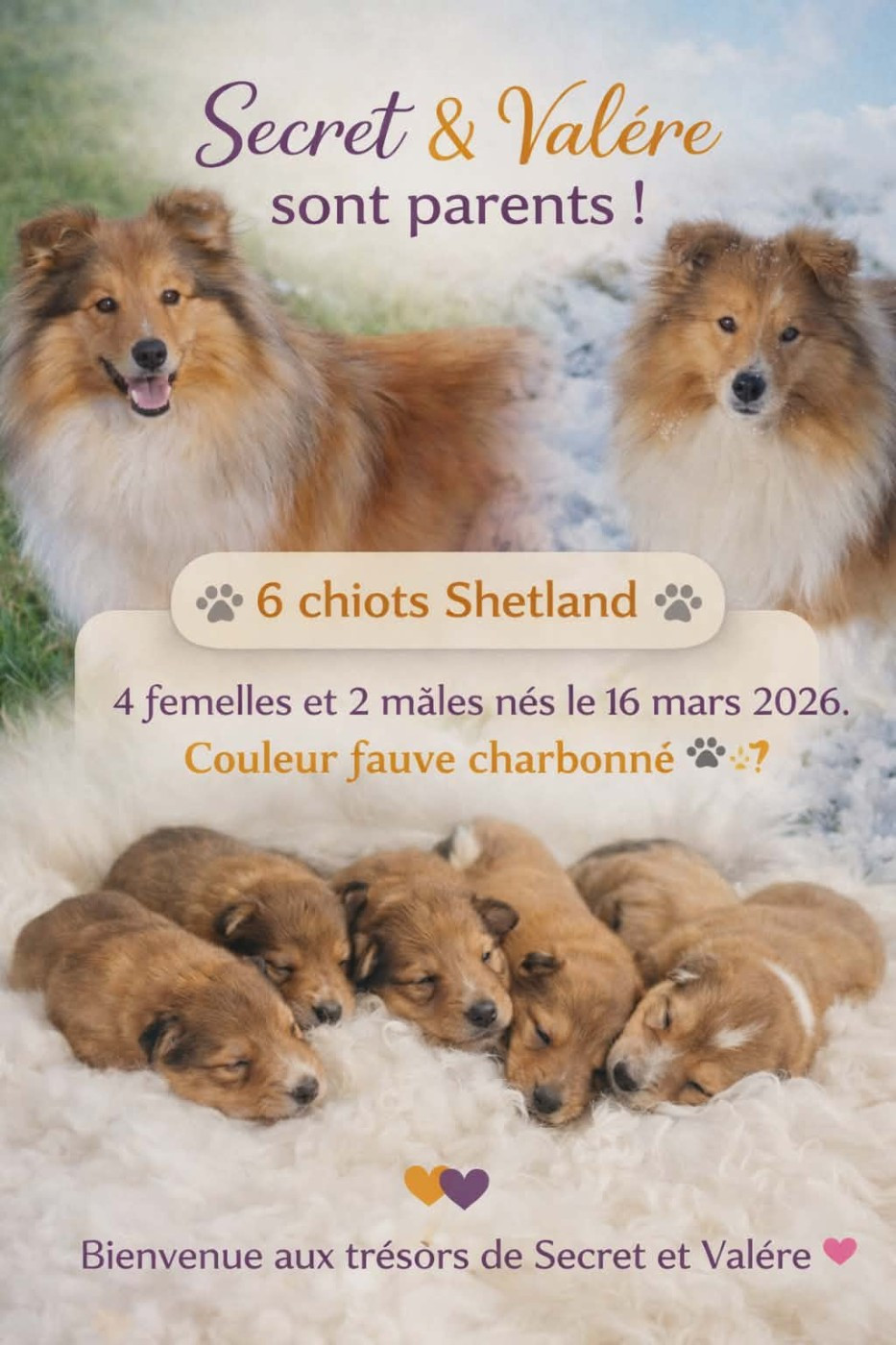 💫 Naissance Portée LOF Berger des Shetland 💫