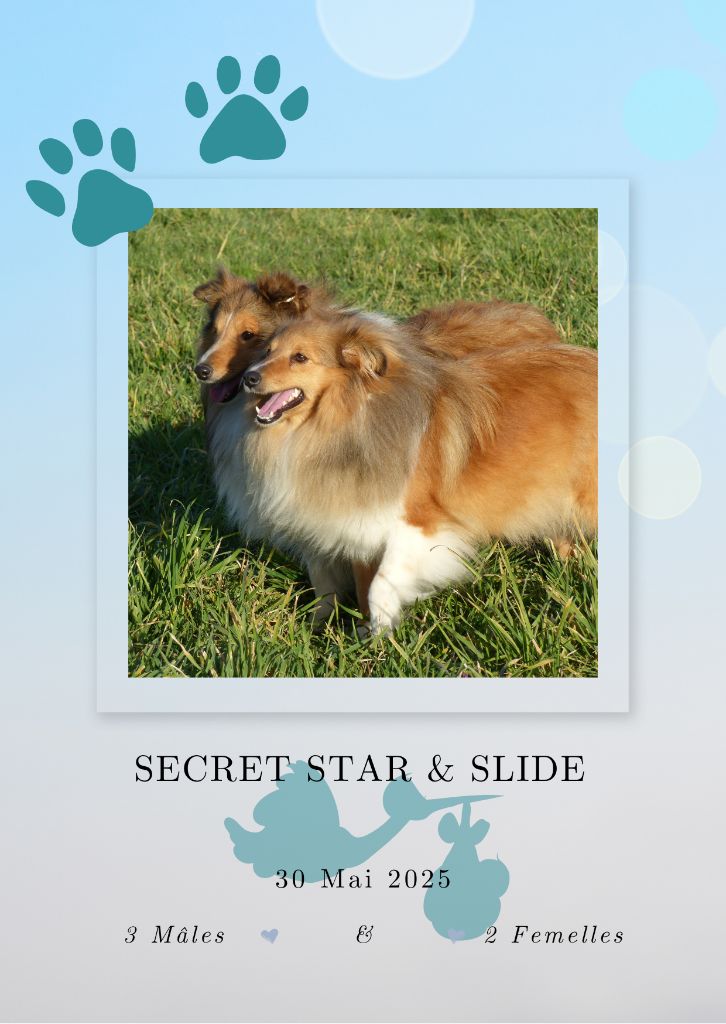 Naissance des chiots de Secret Star !