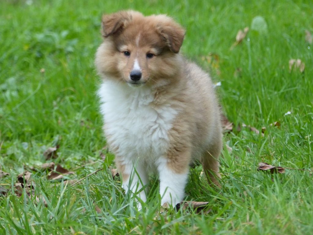 Jason Vasseur - Shetland Sheepdog - Portée née le 30/08/2024