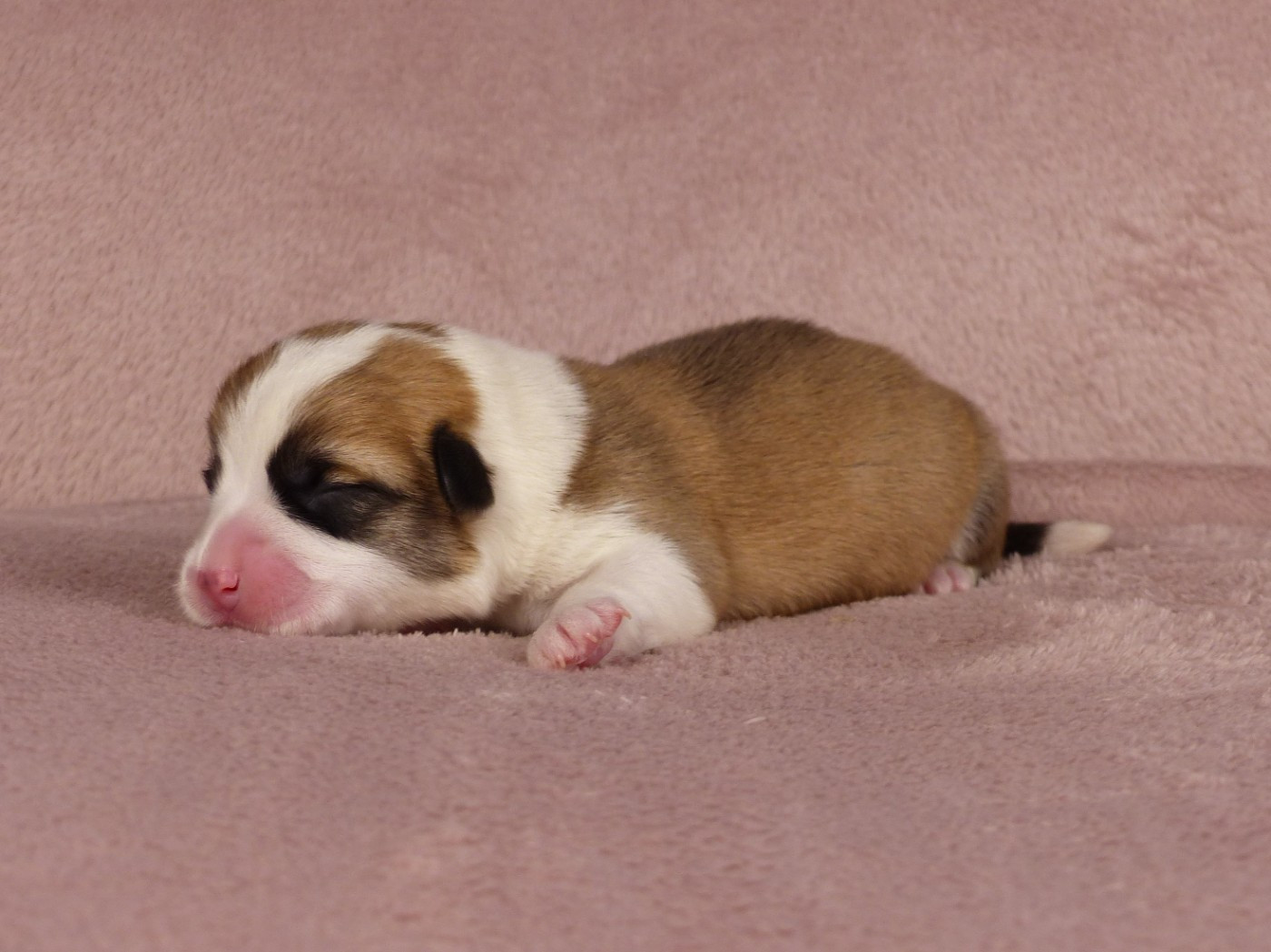 du Domaine de Boisceaux - Chiots disponibles - Welsh Corgi Pembroke