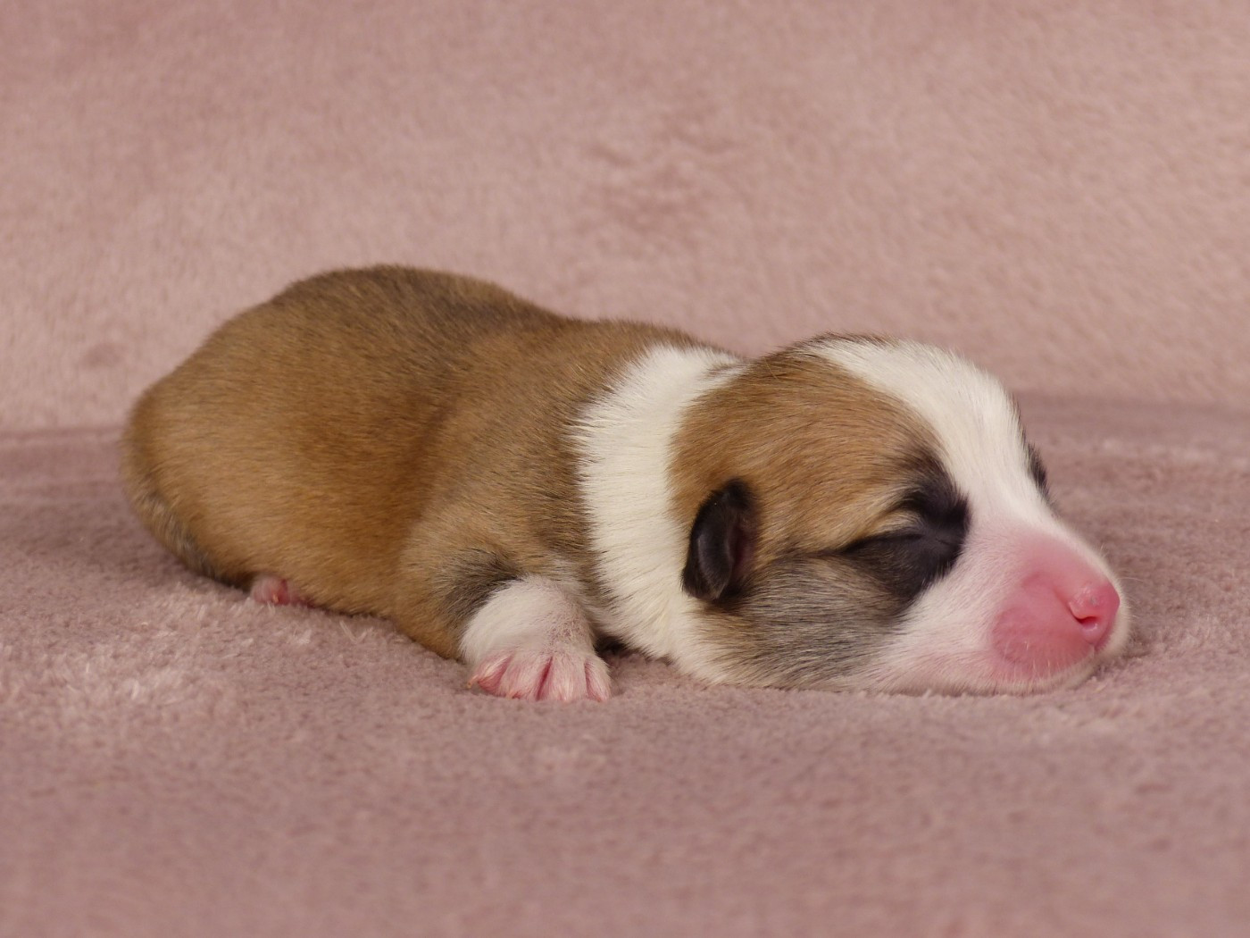 du Domaine de Boisceaux - Chiots disponibles - Welsh Corgi Pembroke