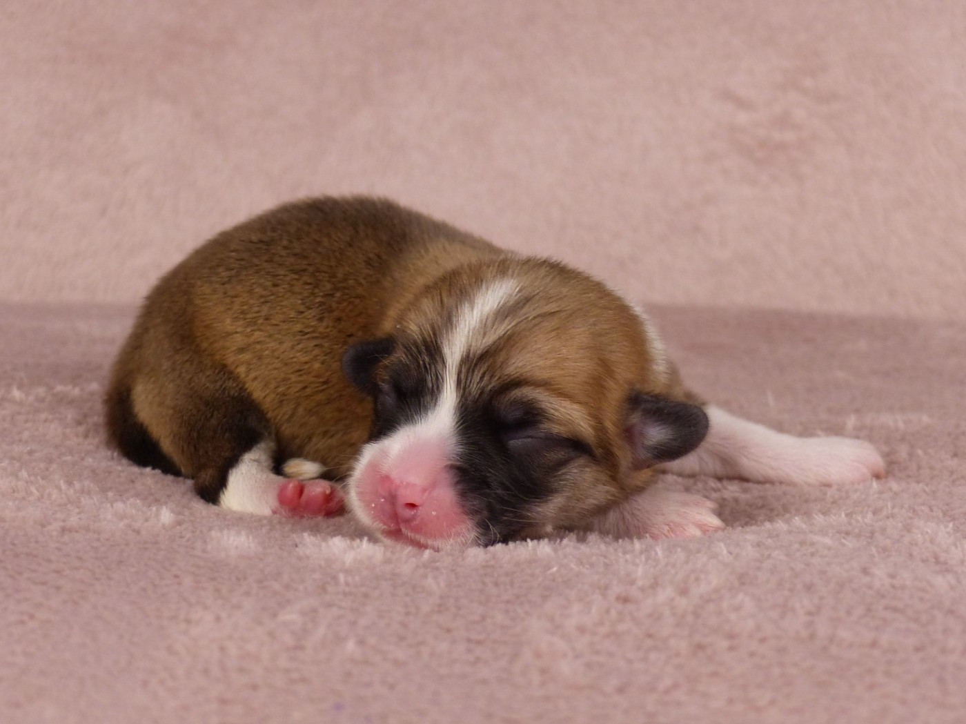 du Domaine de Boisceaux - Chiots disponibles - Welsh Corgi Pembroke