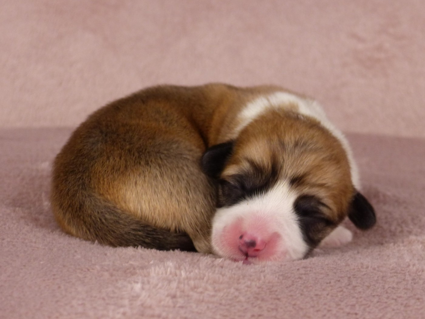 du Domaine de Boisceaux - Chiots disponibles - Welsh Corgi Pembroke