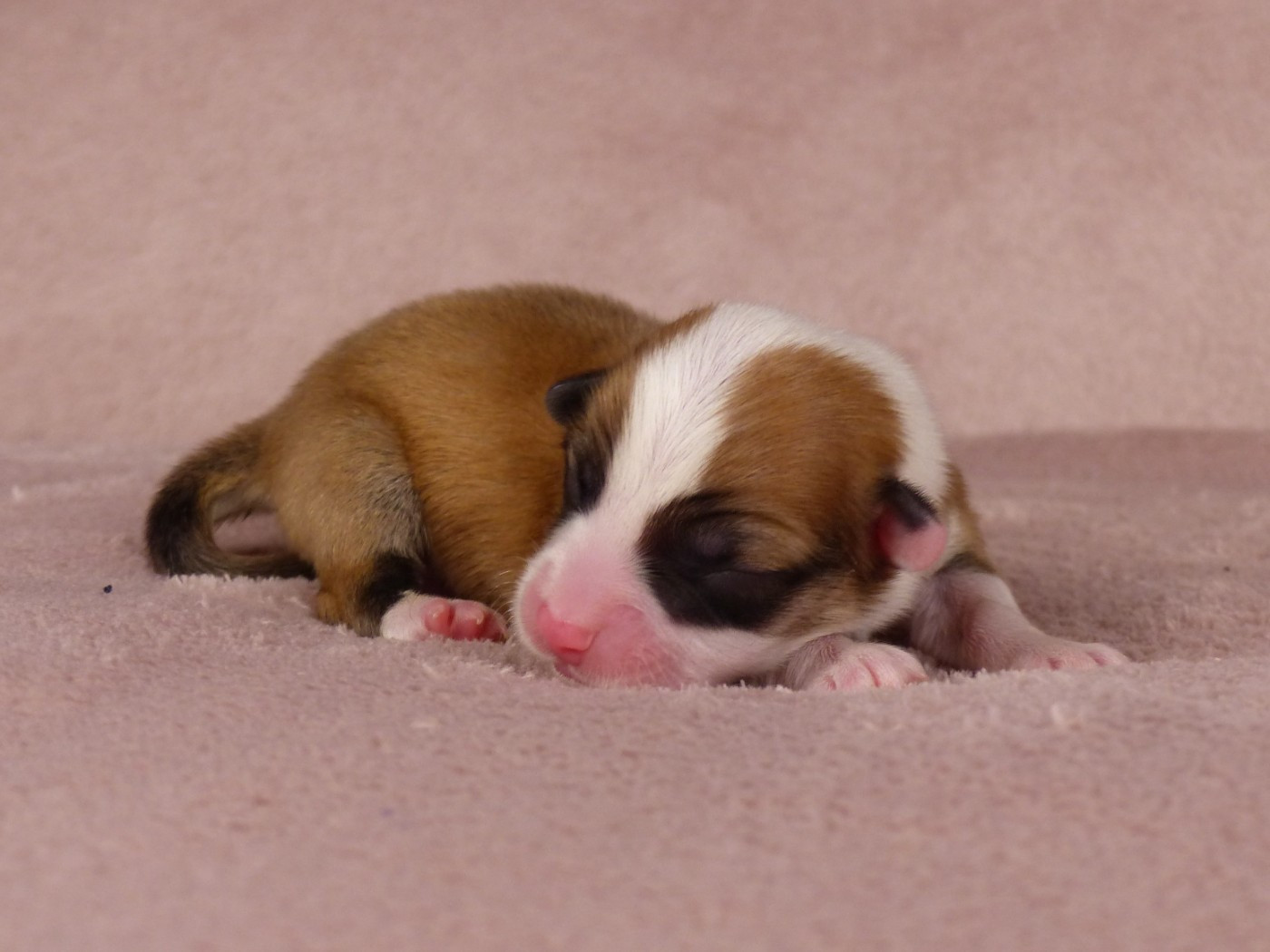 du Domaine de Boisceaux - Chiots disponibles - Welsh Corgi Pembroke