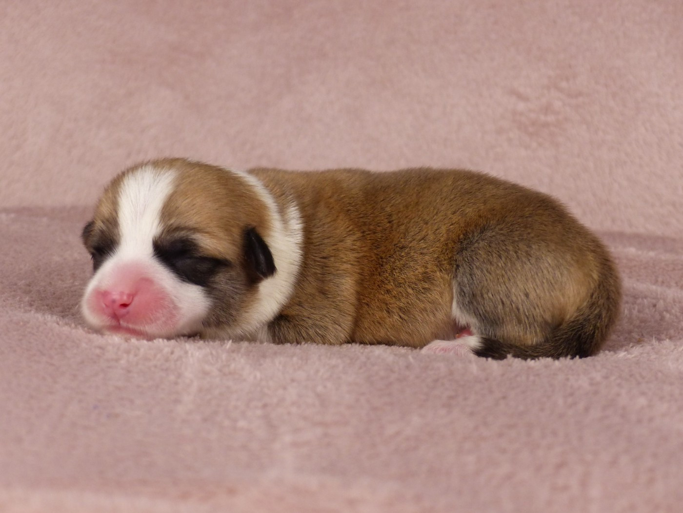 du Domaine de Boisceaux - Chiots disponibles - Welsh Corgi Pembroke