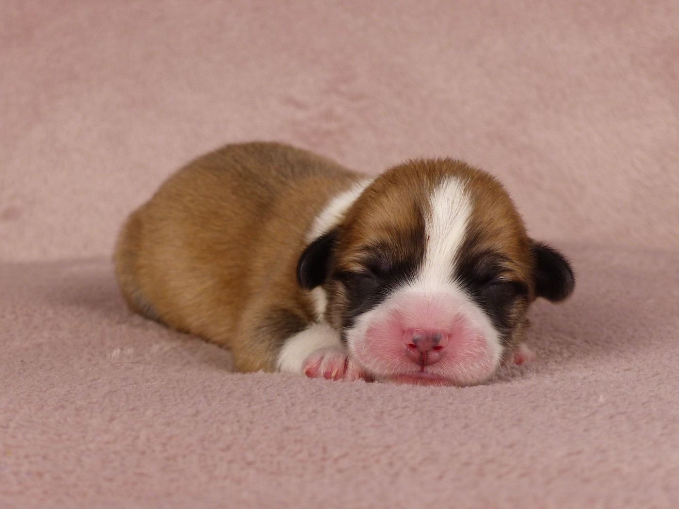 du Domaine de Boisceaux - Chiots disponibles - Welsh Corgi Pembroke