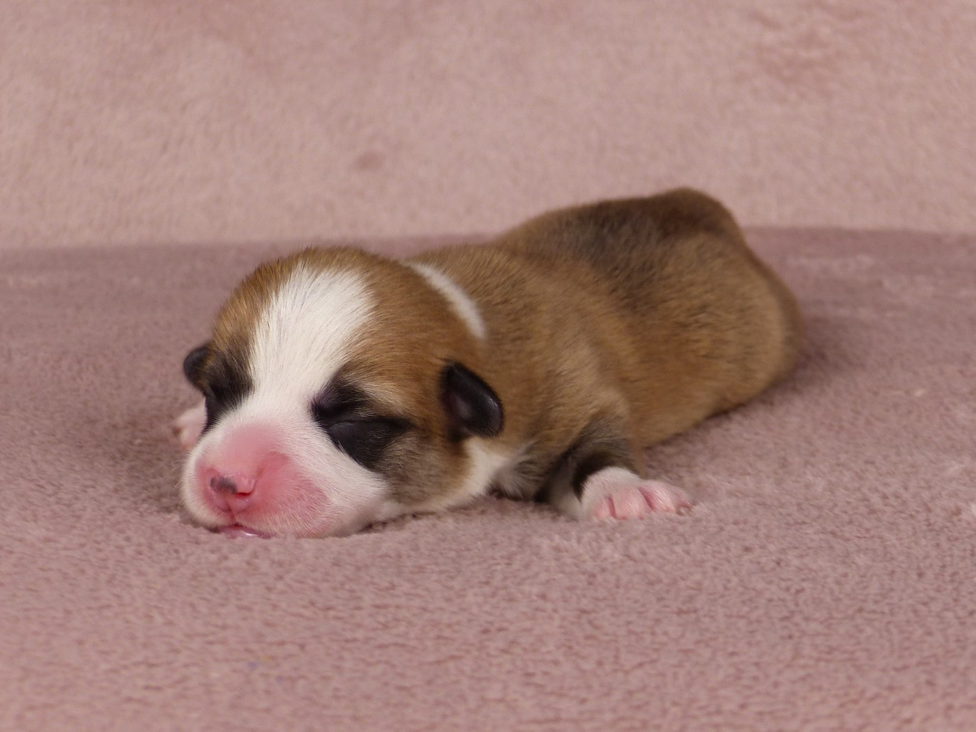 du Domaine de Boisceaux - Chiots disponibles - Welsh Corgi Pembroke