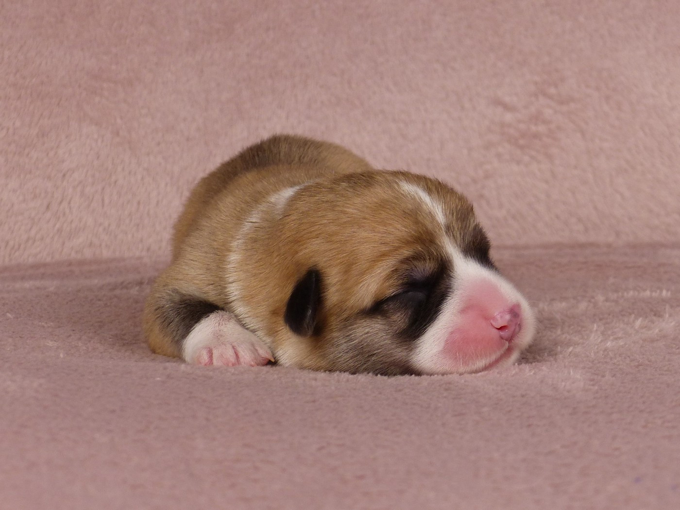 du Domaine de Boisceaux - Chiots disponibles - Welsh Corgi Pembroke