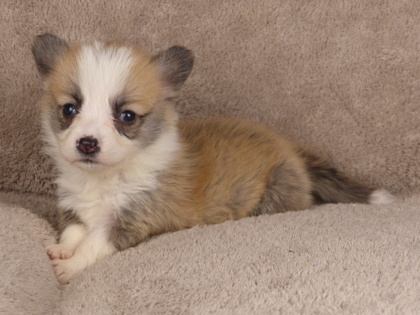 du Domaine de Boisceaux - Chiots disponibles - Welsh Corgi Pembroke