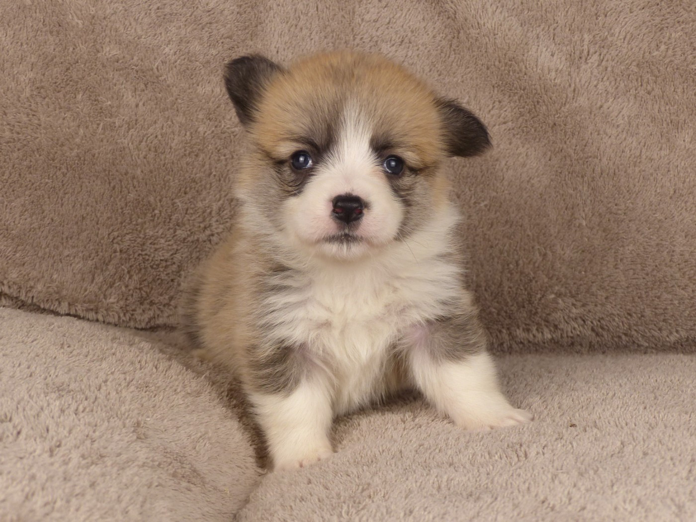 du Domaine de Boisceaux - Chiots disponibles - Welsh Corgi Pembroke