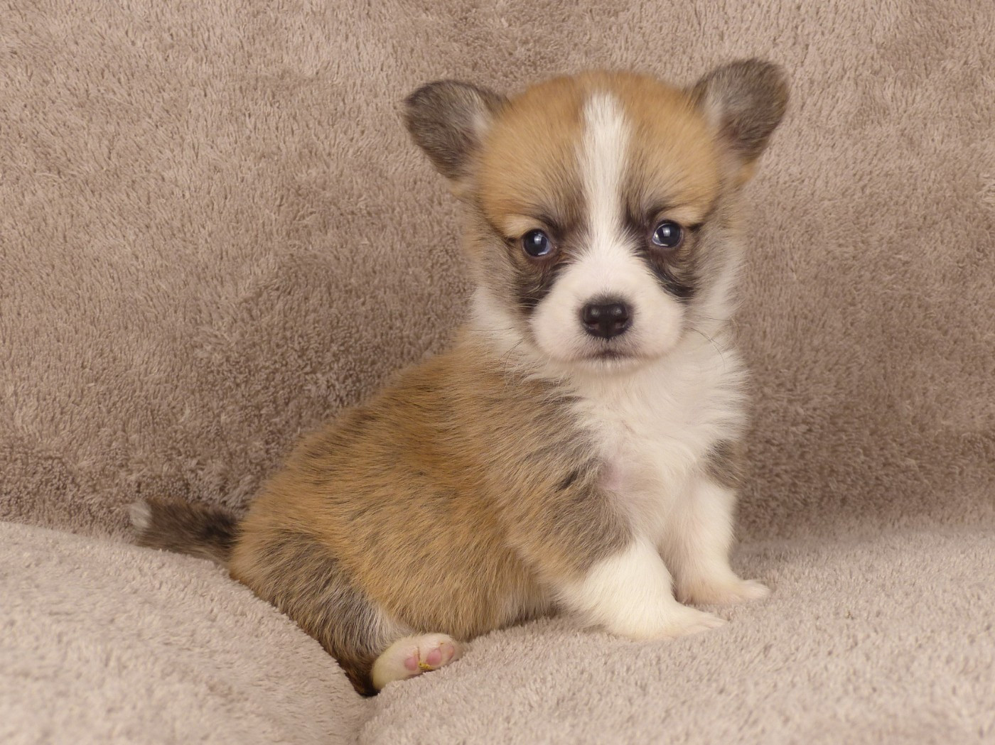 du Domaine de Boisceaux - Chiots disponibles - Welsh Corgi Pembroke