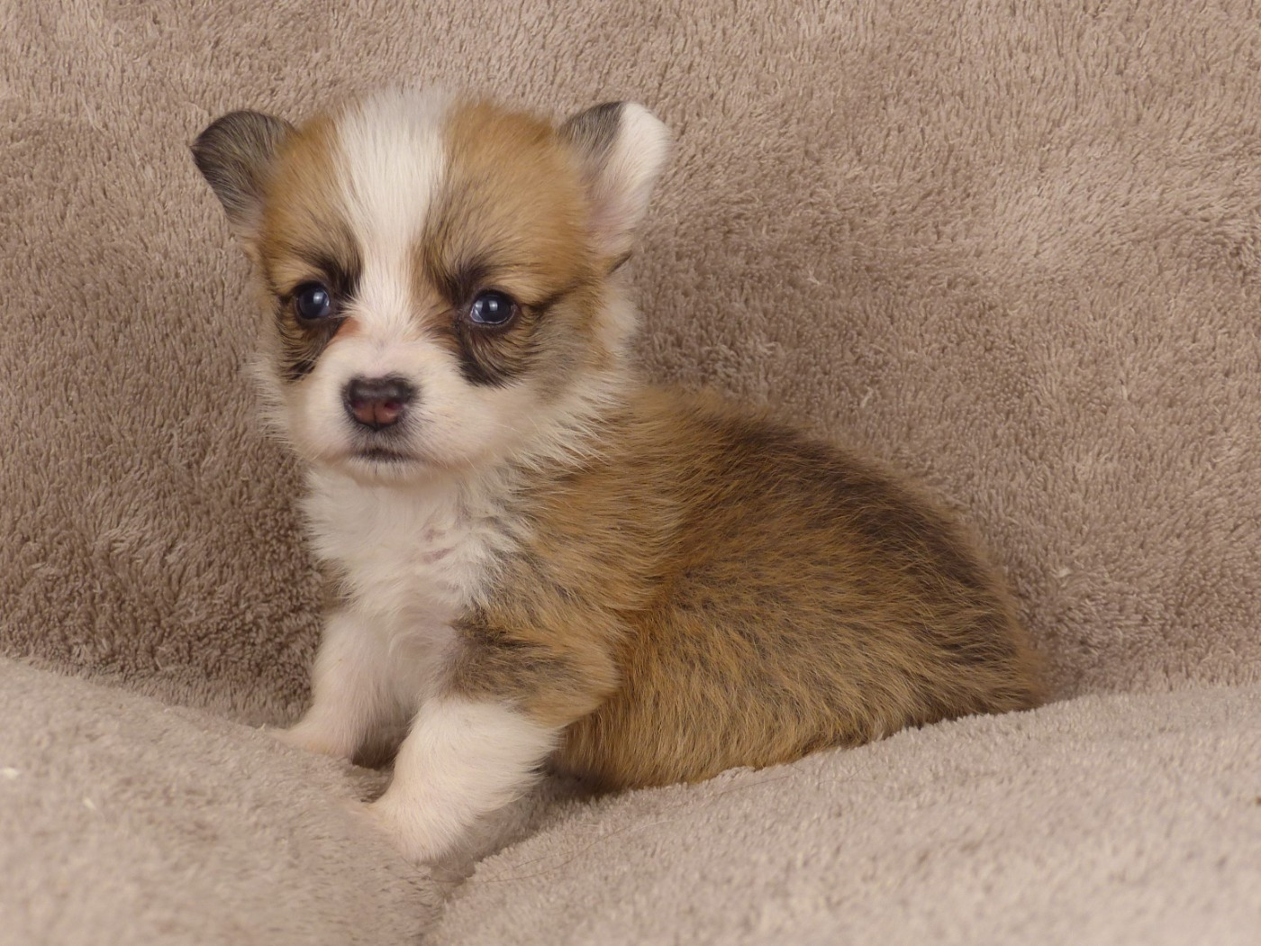 du Domaine de Boisceaux - Chiots disponibles - Welsh Corgi Pembroke