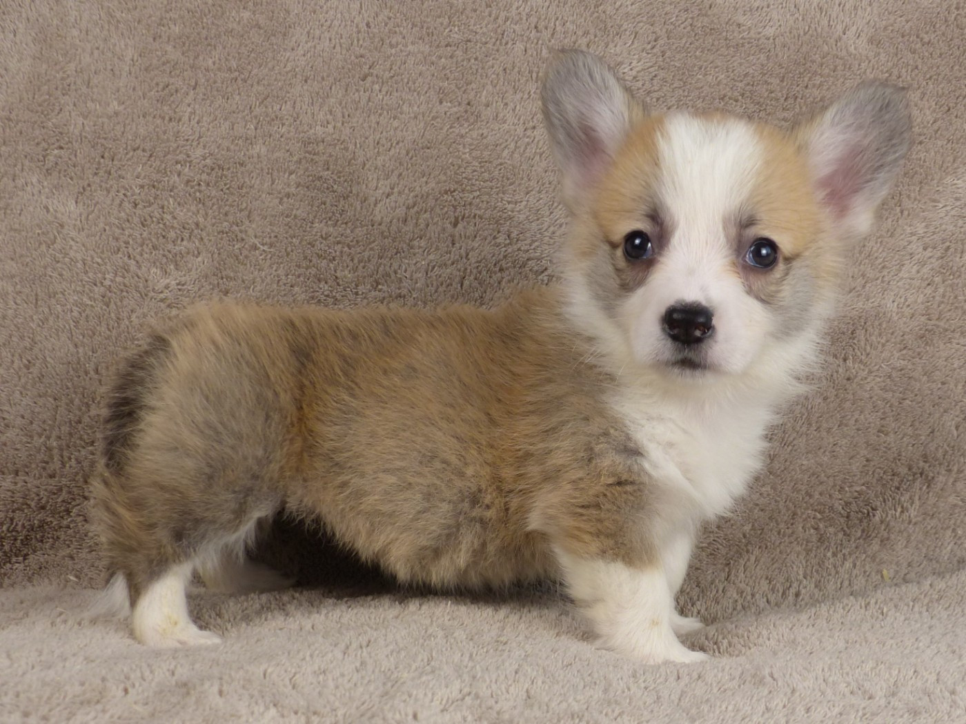 du Domaine de Boisceaux - Chiots disponibles - Welsh Corgi Pembroke