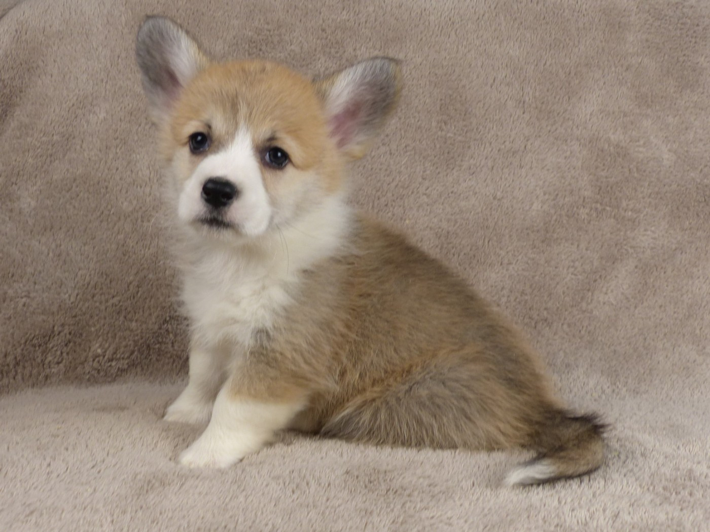 du Domaine de Boisceaux - Chiots disponibles - Welsh Corgi Pembroke