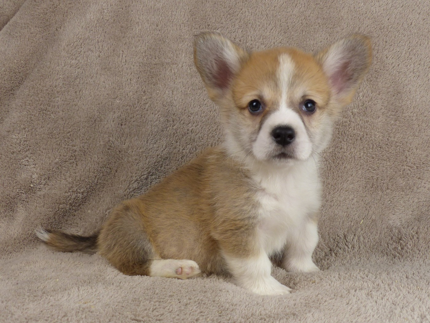 du Domaine de Boisceaux - Chiots disponibles - Welsh Corgi Pembroke