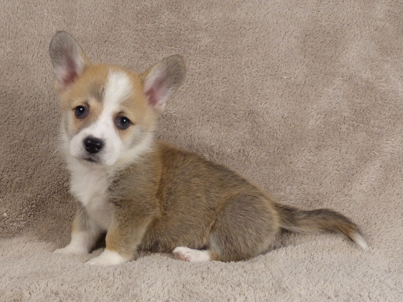 du Domaine de Boisceaux - Chiots disponibles - Welsh Corgi Pembroke