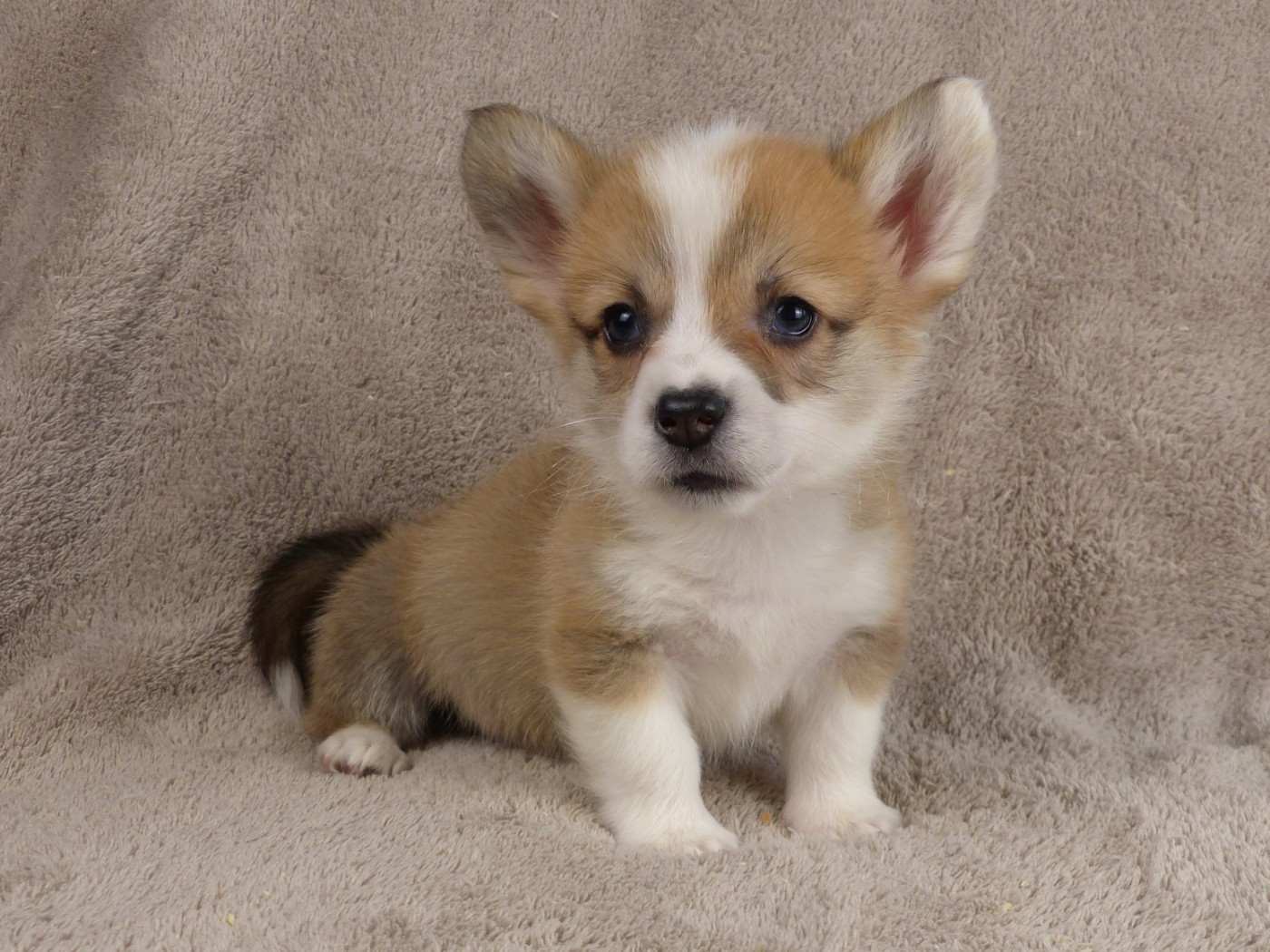du Domaine de Boisceaux - Chiots disponibles - Welsh Corgi Pembroke