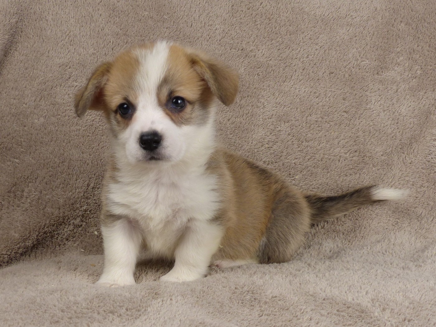 du Domaine de Boisceaux - Chiots disponibles - Welsh Corgi Pembroke