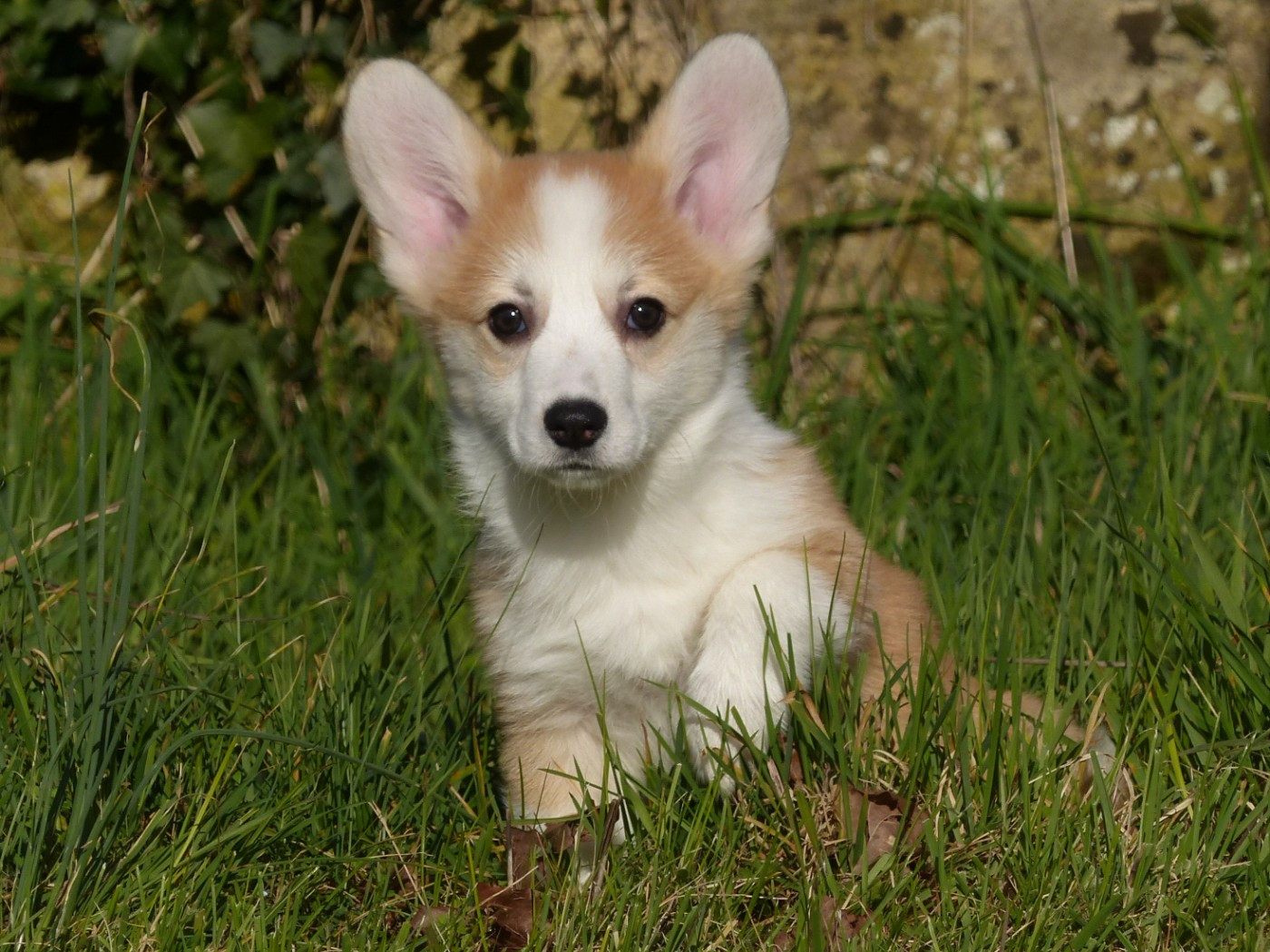 du Domaine de Boisceaux - Chiots disponibles - Welsh Corgi Pembroke