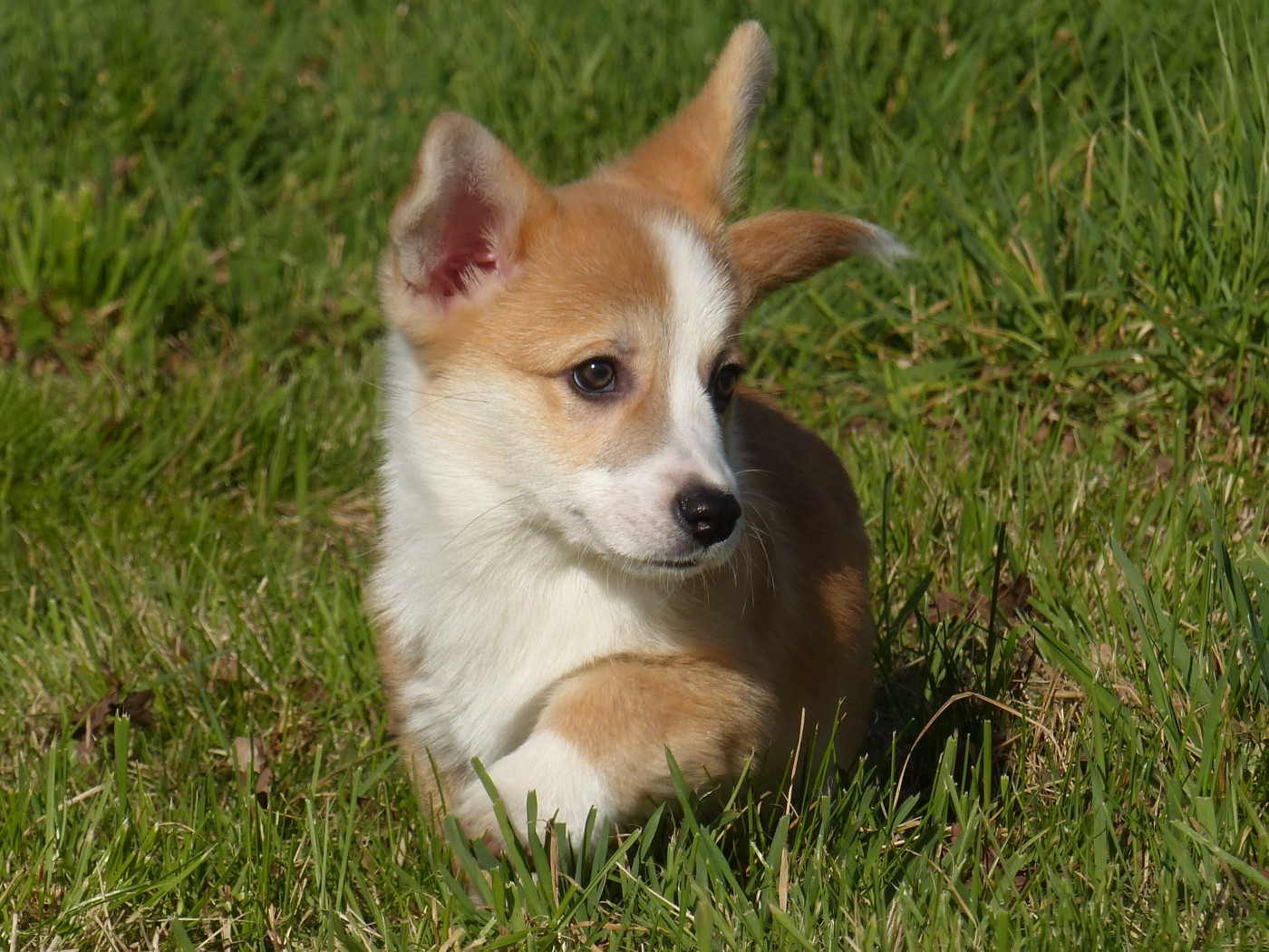 du Domaine de Boisceaux - Welsh Corgi Pembroke - Portée née le 27/11/2025