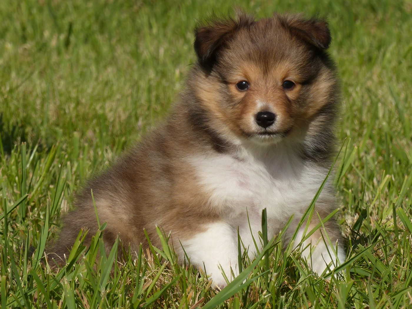 du Domaine de Boisceaux - Chiots disponibles - Shetland Sheepdog