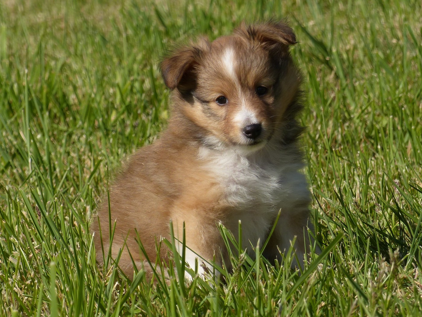 du Domaine de Boisceaux - Chiots disponibles - Shetland Sheepdog
