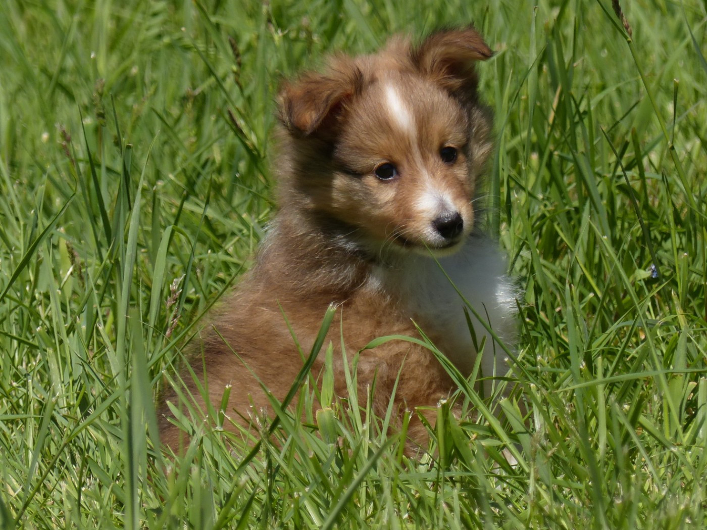 du Domaine de Boisceaux - Chiots disponibles - Shetland Sheepdog