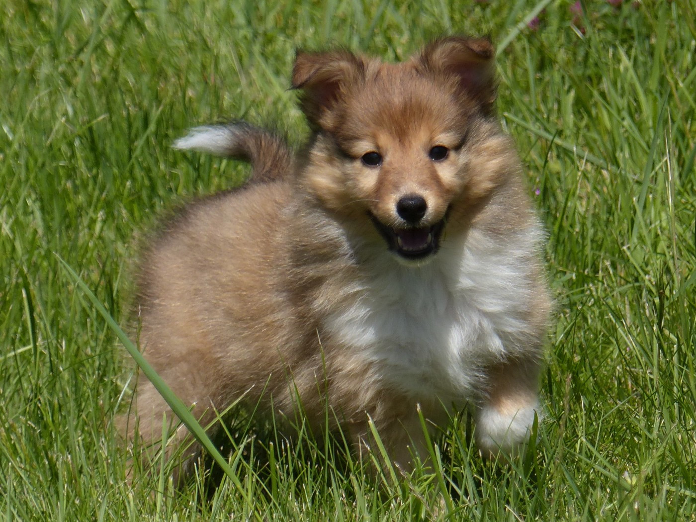 du Domaine de Boisceaux - Chiots disponibles - Shetland Sheepdog