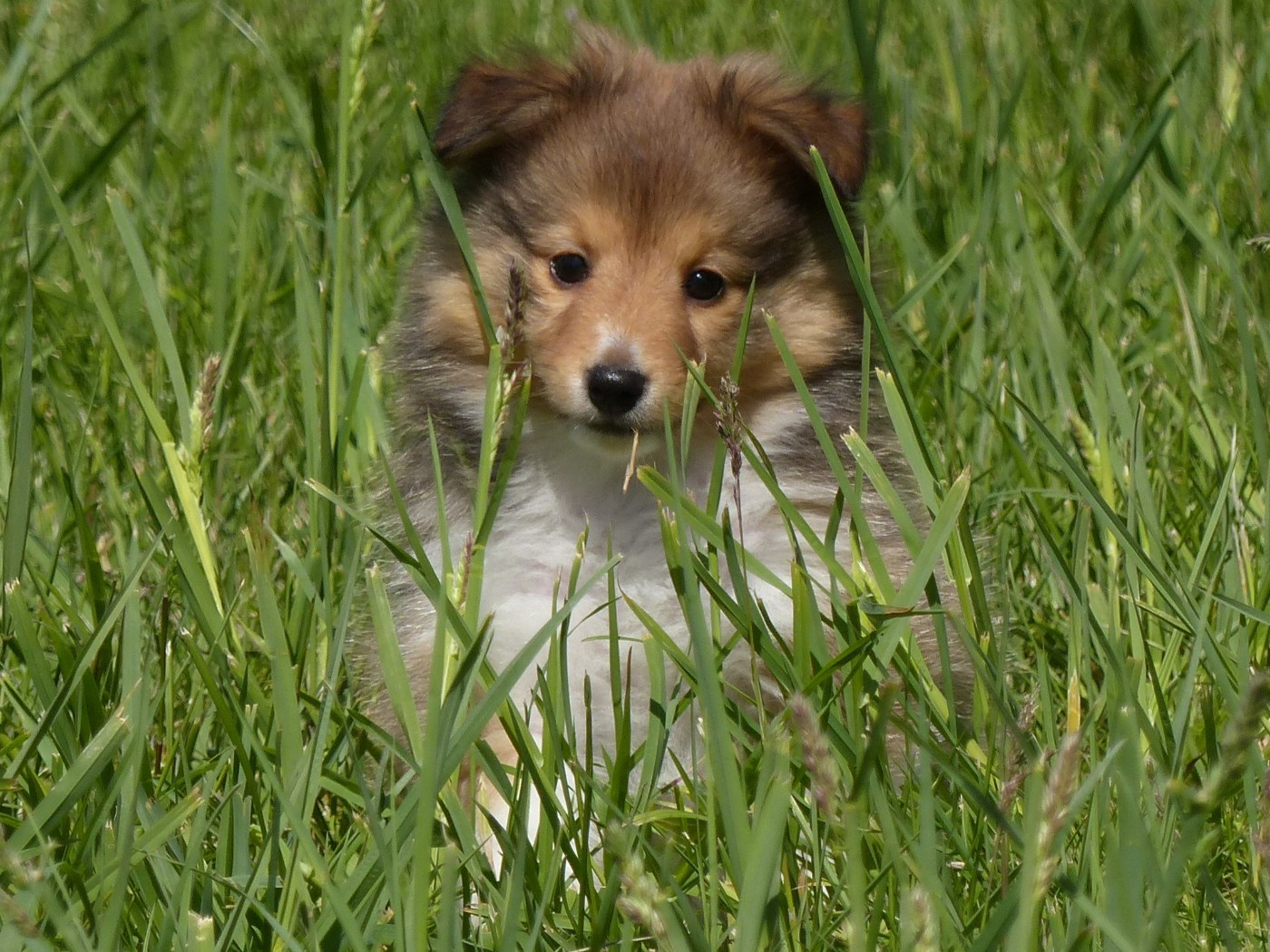 du Domaine de Boisceaux - Chiots disponibles - Shetland Sheepdog