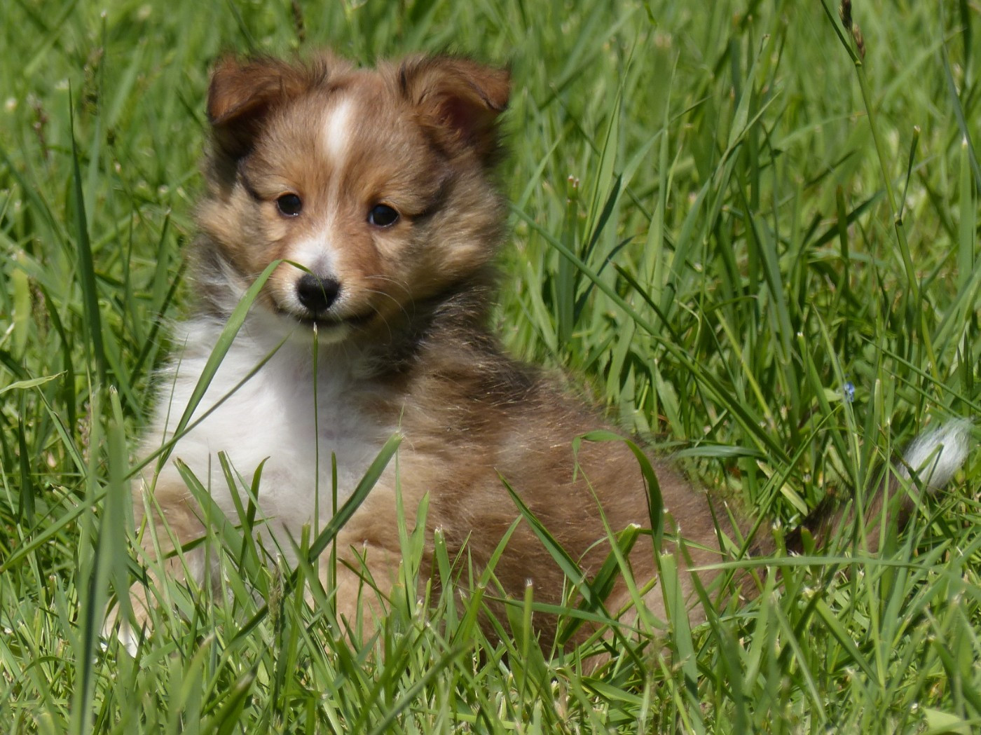 du Domaine de Boisceaux - Chiots disponibles - Shetland Sheepdog