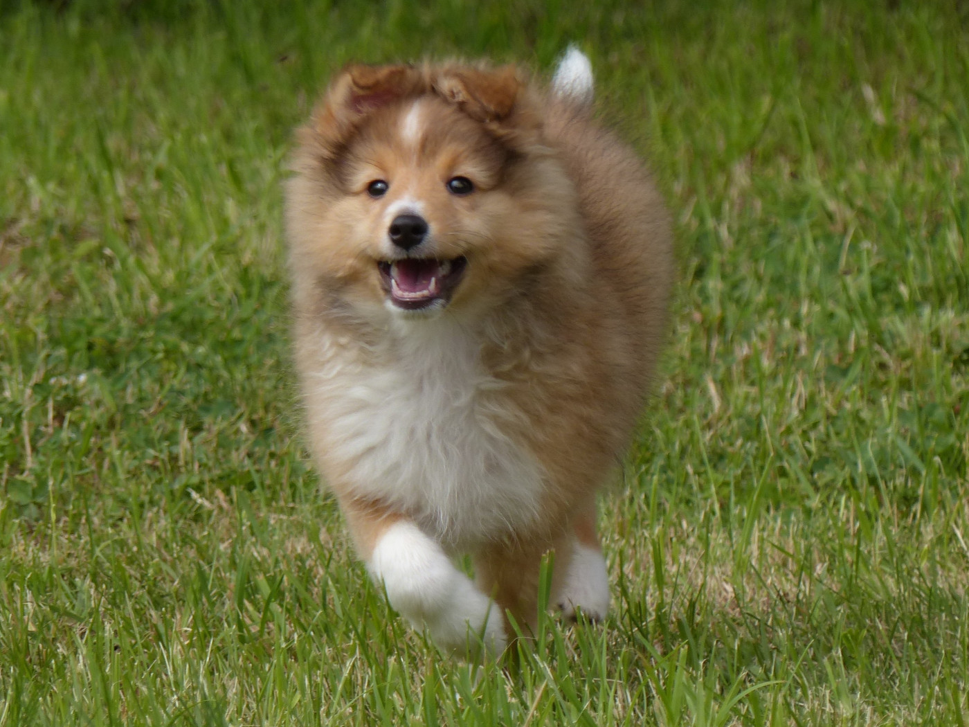 du Domaine de Boisceaux - Chiots disponibles - Shetland Sheepdog