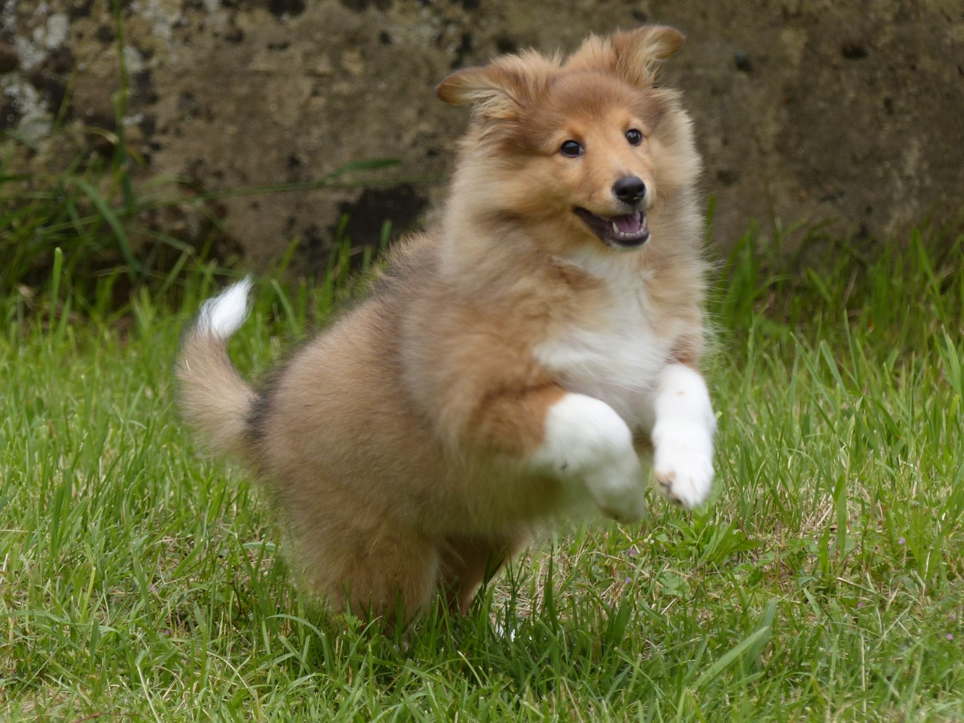 du Domaine de Boisceaux - Chiots disponibles - Shetland Sheepdog