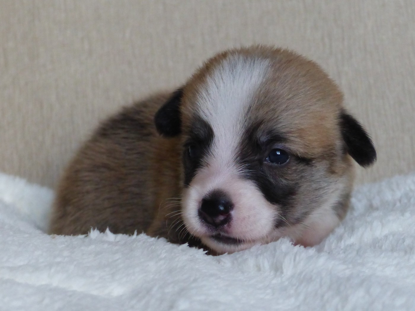 du Domaine de Boisceaux - Chiots disponibles - Welsh Corgi Pembroke