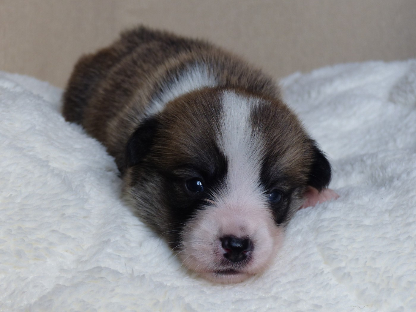 du Domaine de Boisceaux - Chiots disponibles - Welsh Corgi Pembroke