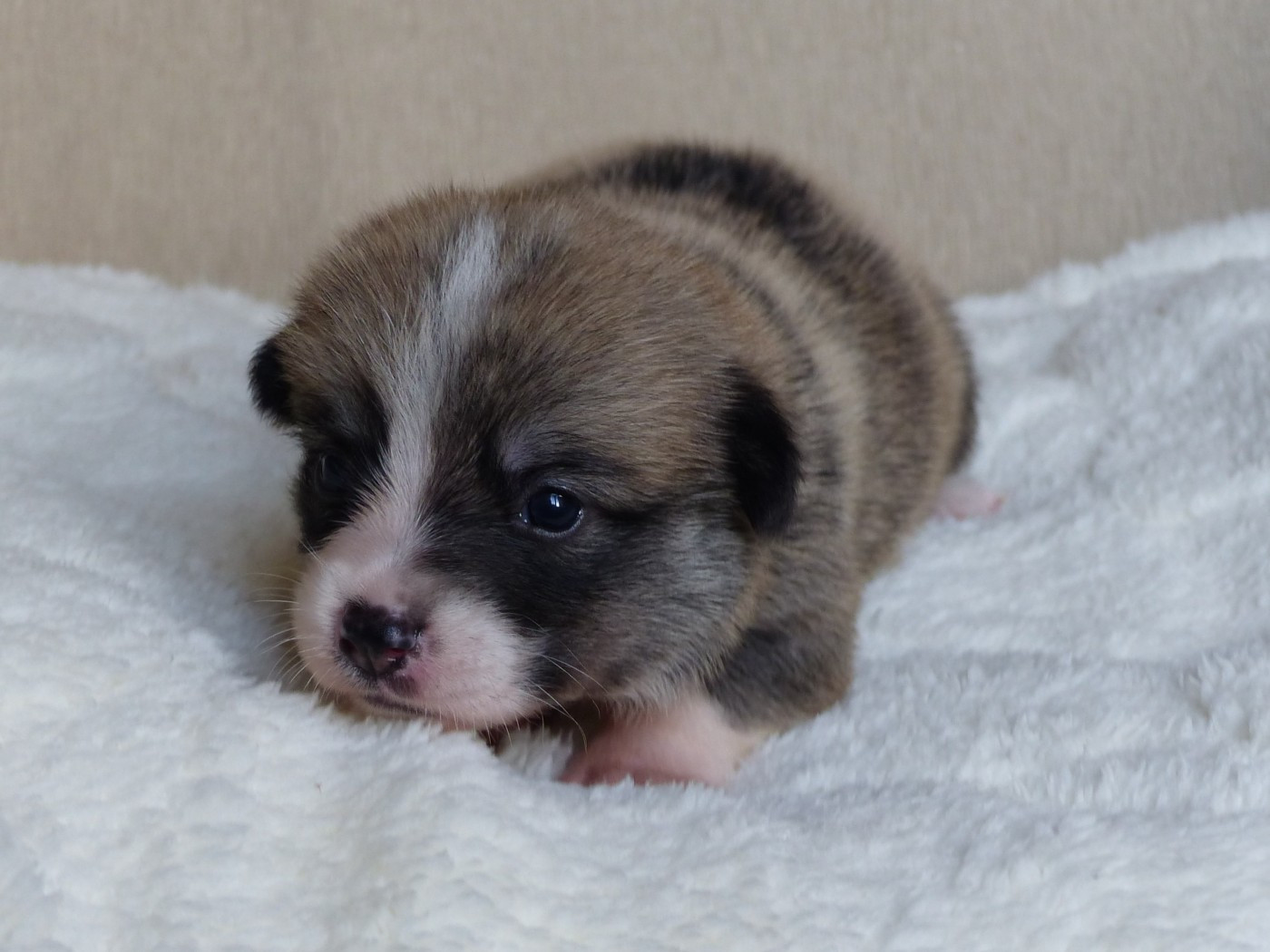 du Domaine de Boisceaux - Chiots disponibles - Welsh Corgi Pembroke