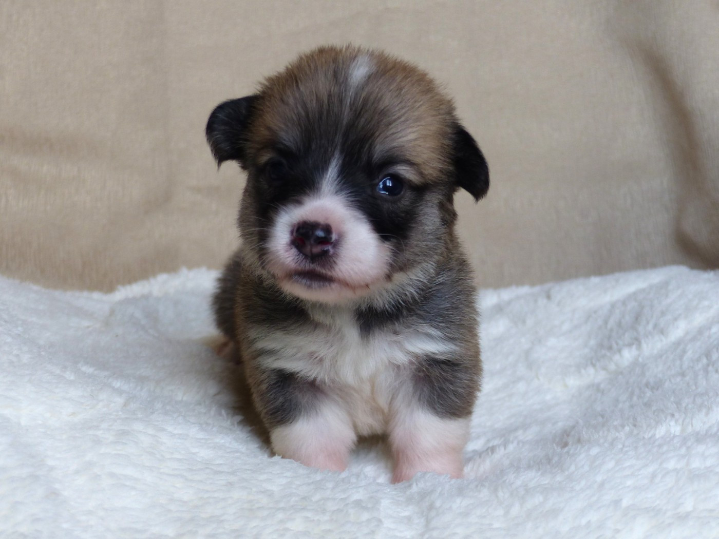 du Domaine de Boisceaux - Chiots disponibles - Welsh Corgi Pembroke