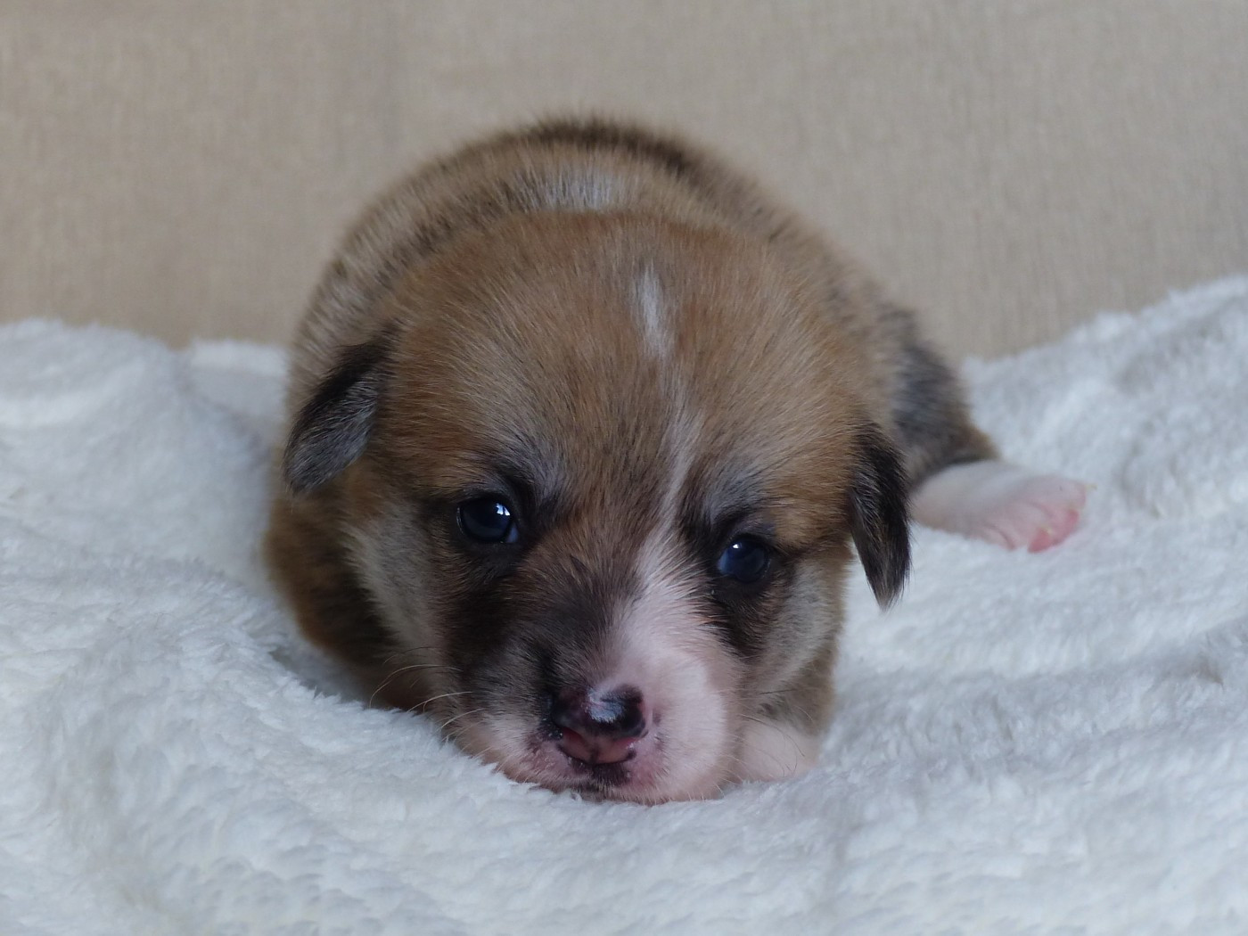 du Domaine de Boisceaux - Chiots disponibles - Welsh Corgi Pembroke