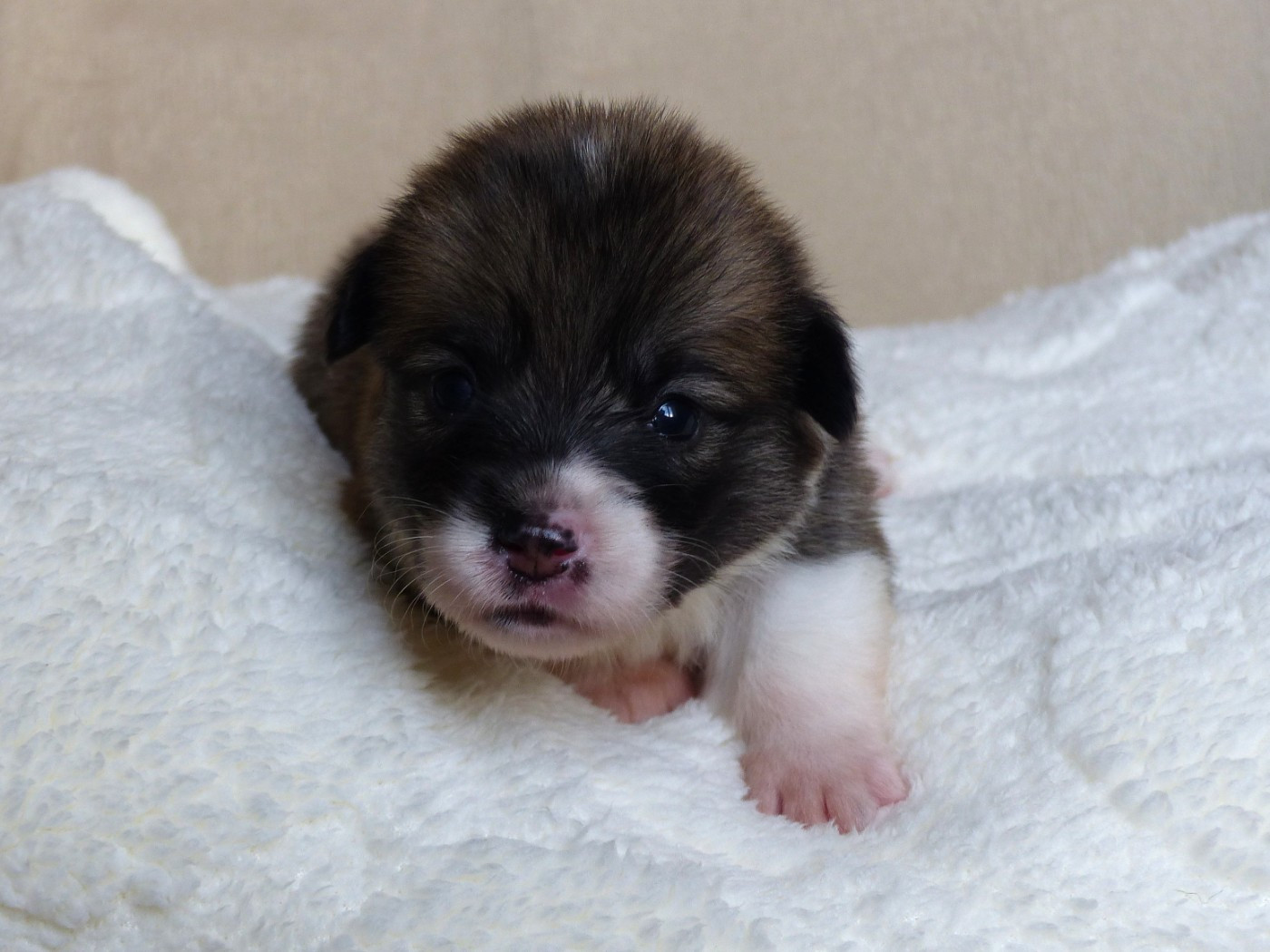 du Domaine de Boisceaux - Chiots disponibles - Welsh Corgi Pembroke
