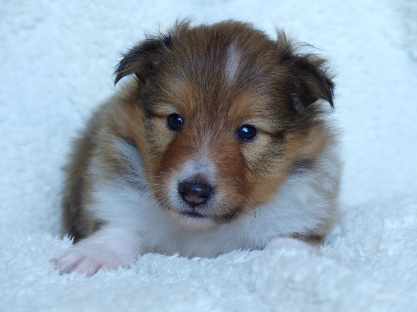 du Domaine de Boisceaux - Chiots disponibles - Shetland Sheepdog