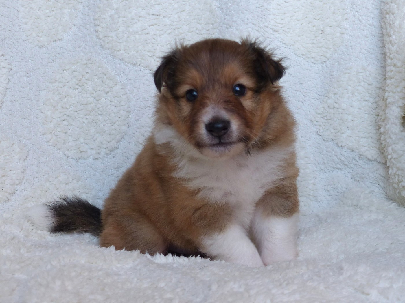du Domaine de Boisceaux - Chiots disponibles - Shetland Sheepdog