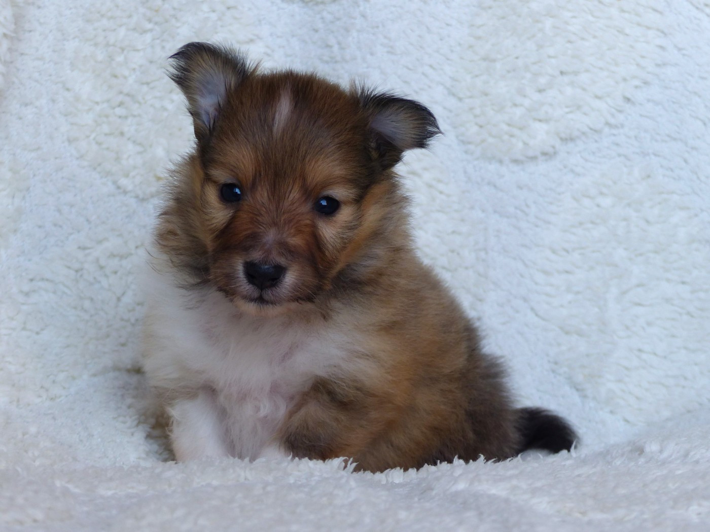 du Domaine de Boisceaux - Chiots disponibles - Shetland Sheepdog