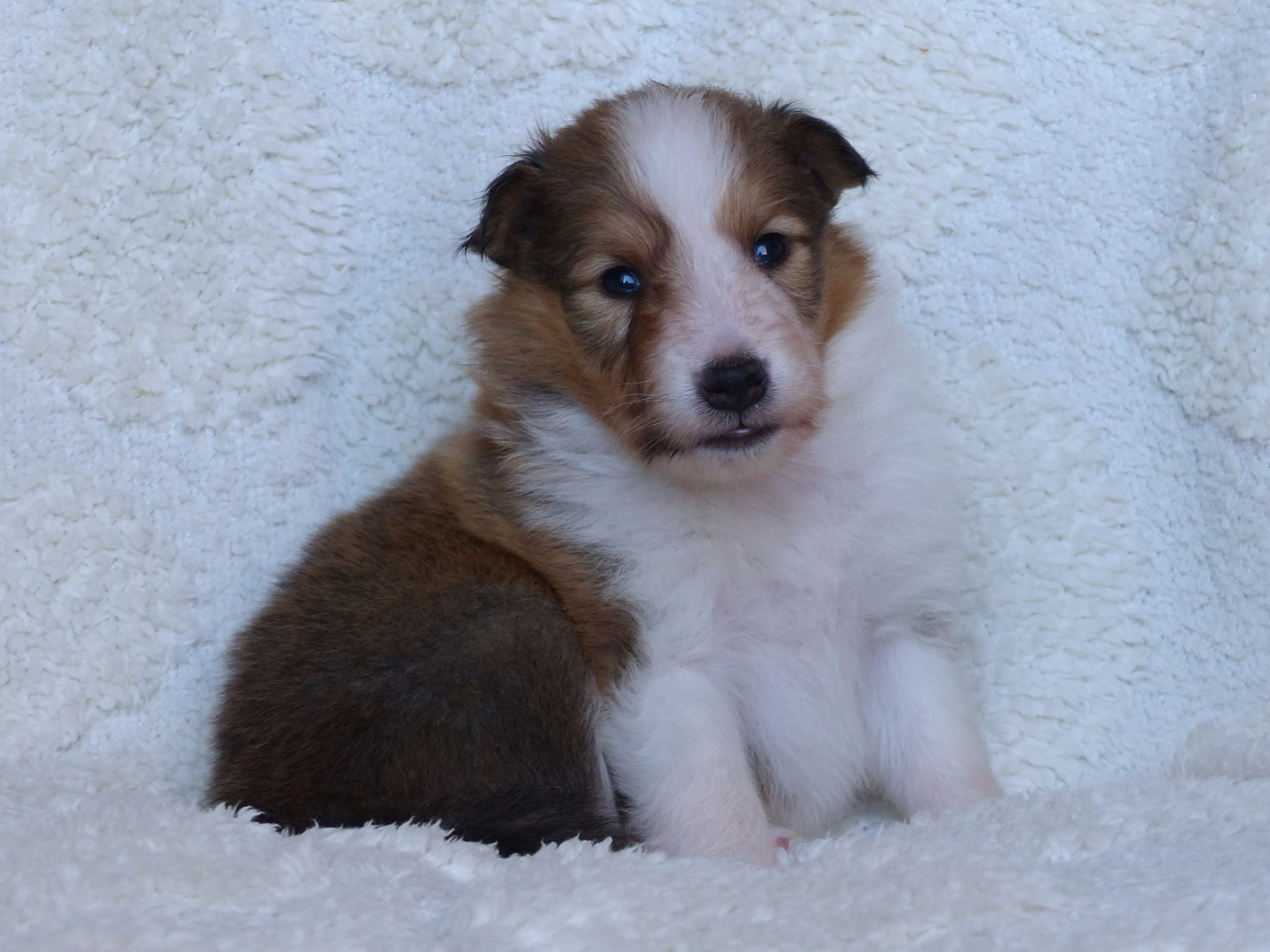 du Domaine de Boisceaux - Chiots disponibles - Shetland Sheepdog