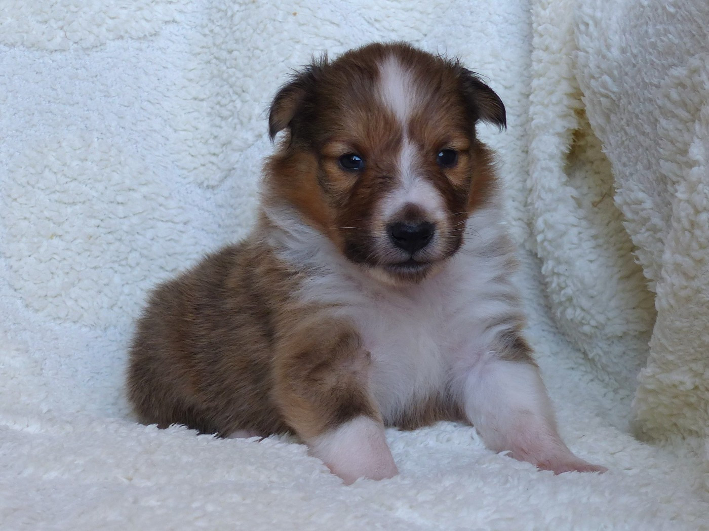 du Domaine de Boisceaux - Chiots disponibles - Shetland Sheepdog