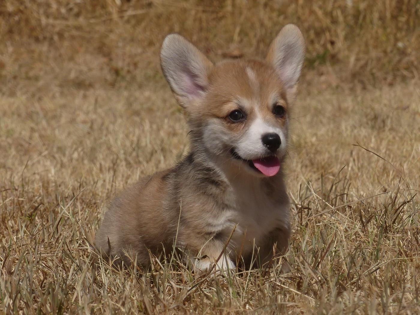 du Domaine de Boisceaux - Chiots disponibles - Welsh Corgi Pembroke
