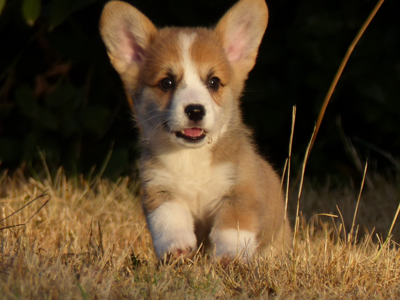 du Domaine de Boisceaux - Chiots disponibles - Welsh Corgi Pembroke