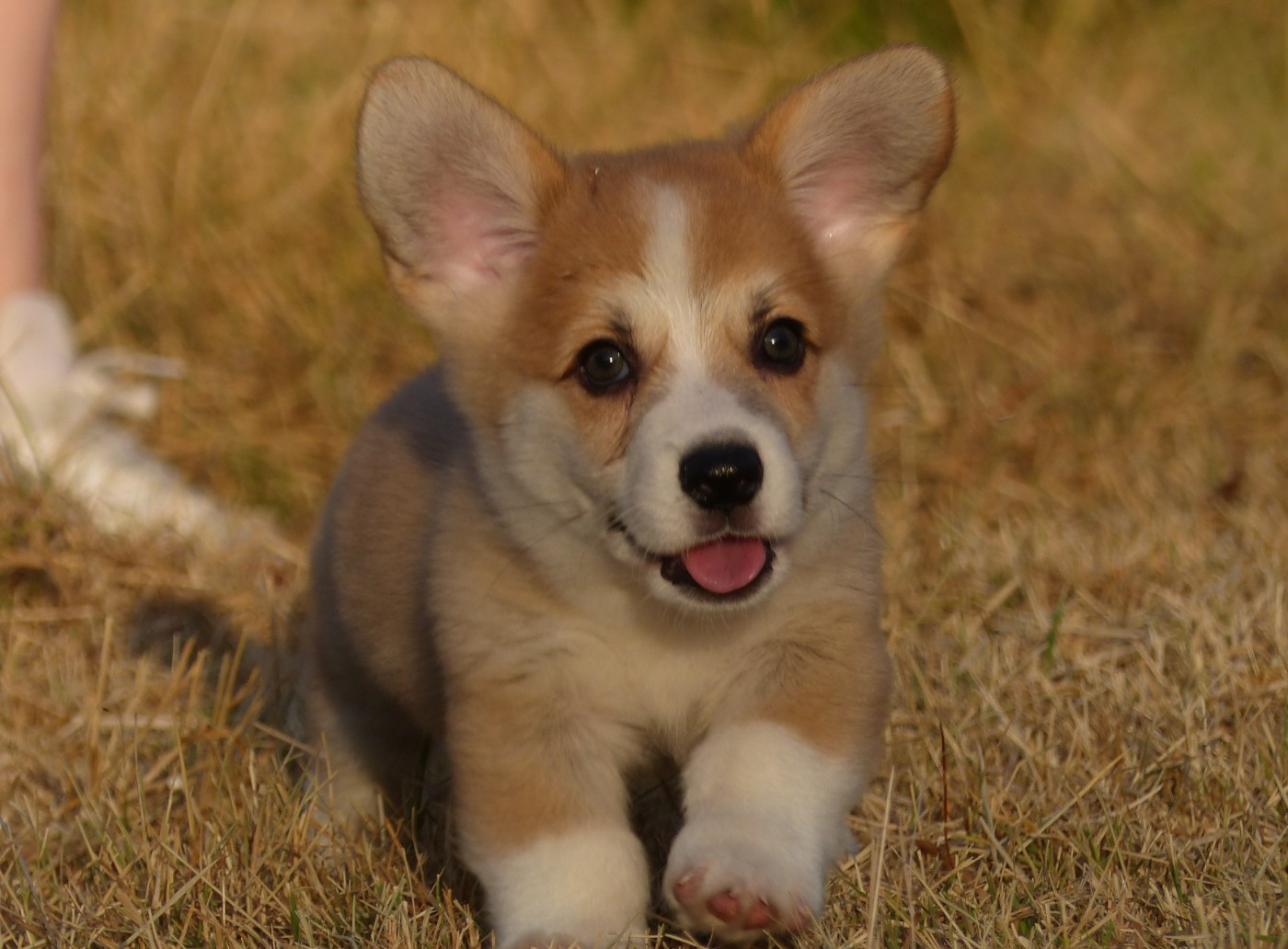 du Domaine de Boisceaux - Chiots disponibles - Welsh Corgi Pembroke