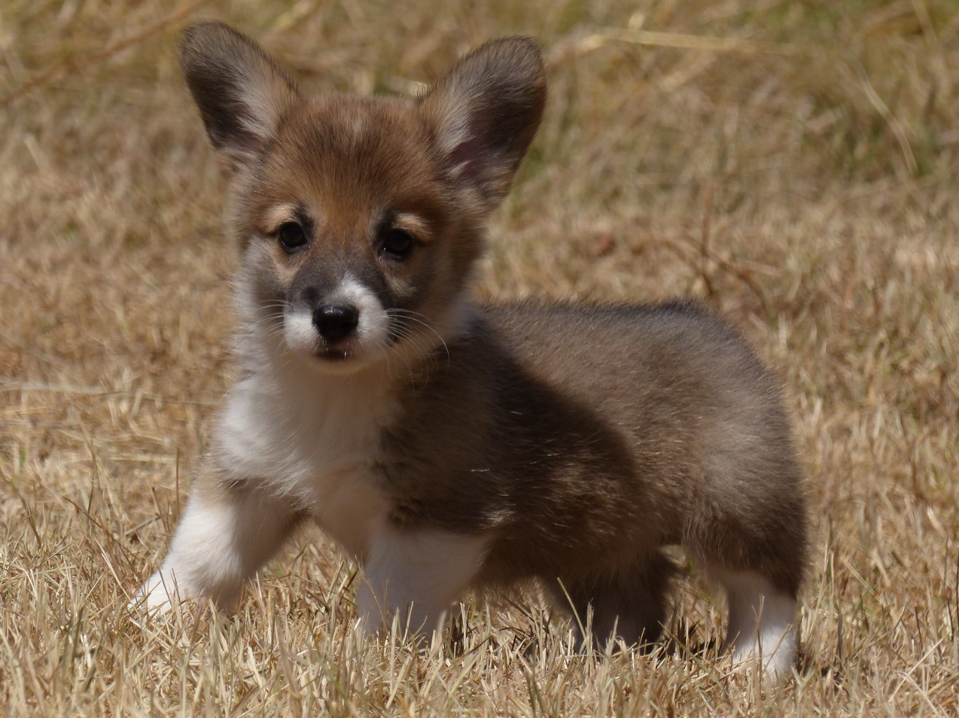 du Domaine de Boisceaux - Chiots disponibles - Welsh Corgi Pembroke