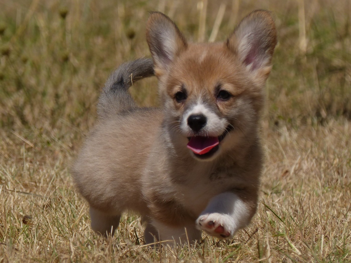 du Domaine de Boisceaux - Chiots disponibles - Welsh Corgi Pembroke